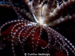 Antedon mediterranea
Feather Star by Cumhur Gedikoglu 